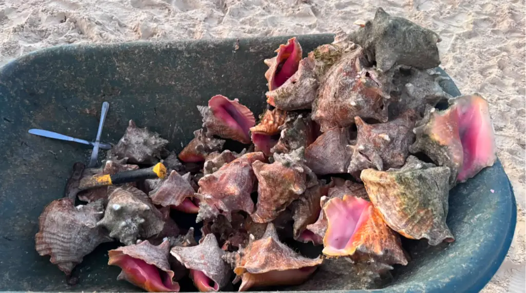 Image 2 accompanying “CRFM Supports Regional Queen Conch Mission in the Turks and Caicos Islands”